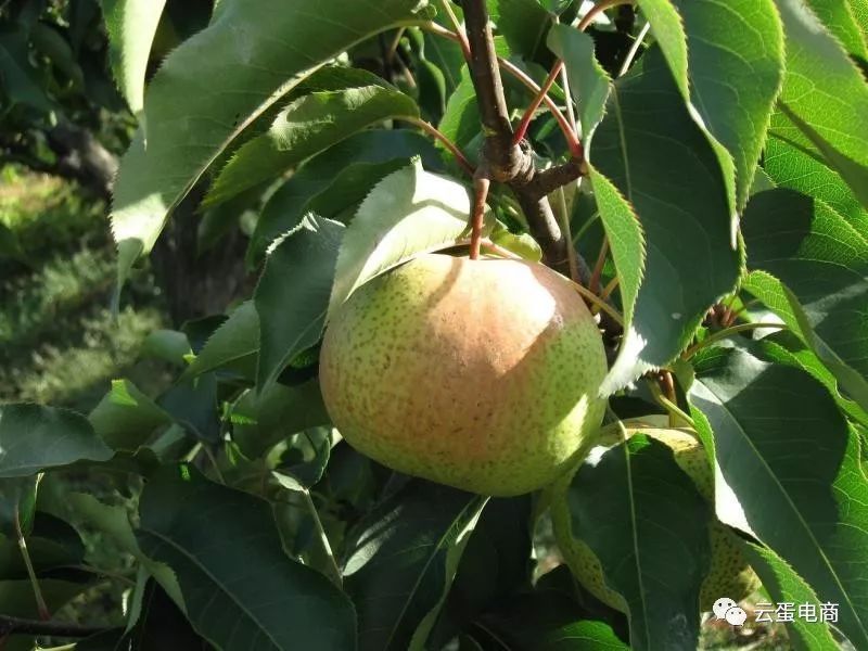 清热,化痰等功效等等"陇上八梨"冬果梨,软儿梨,苹果梨,酥木梨,猪头梨