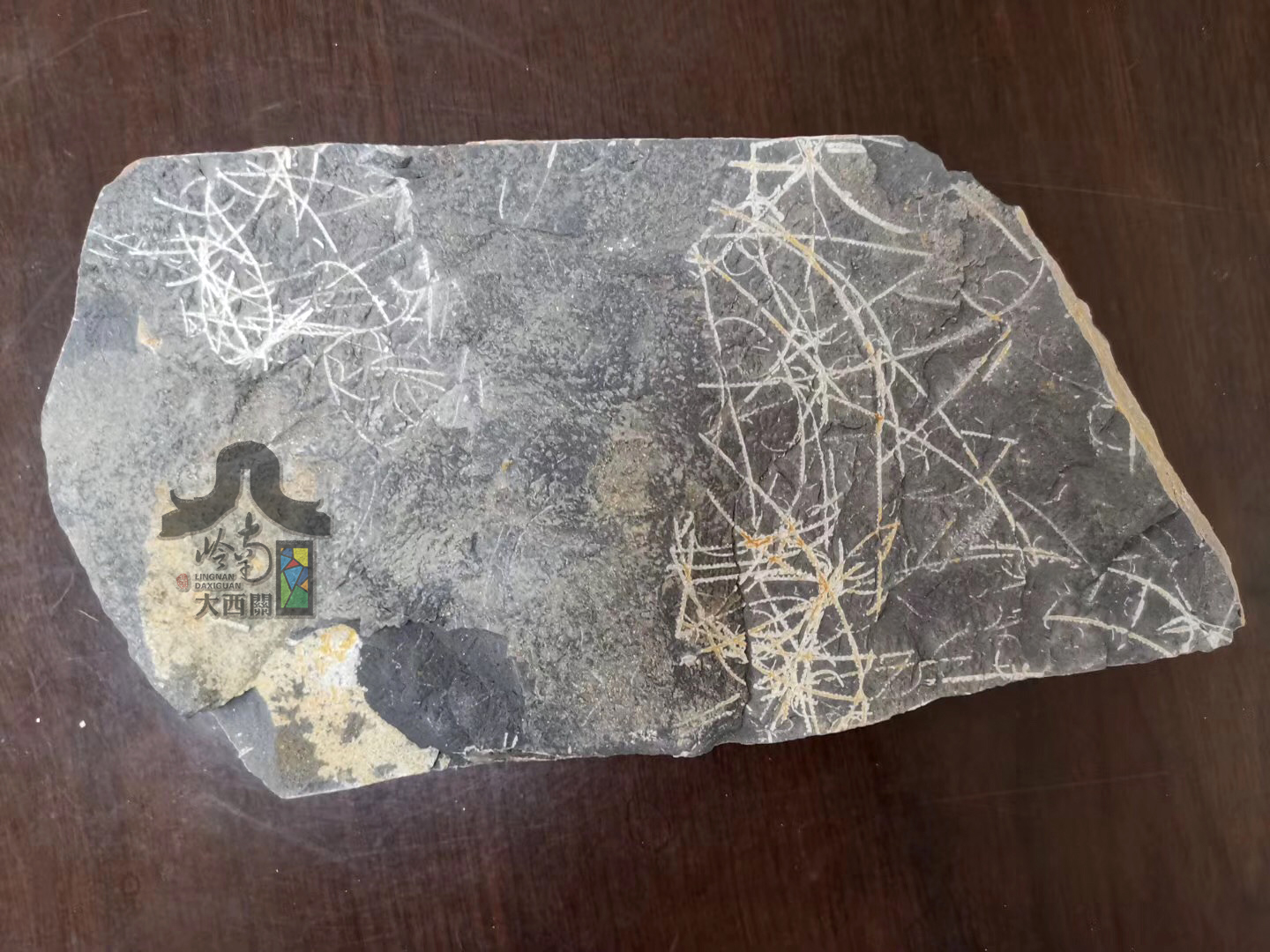 郁南连滩4亿年前的生物化石像蚊香一样盘成螺旋状