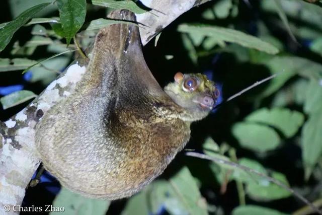 藍耳翠鳥,白唇水蛙……這麼多聽都沒聽說過的野生動物大都人畜無害