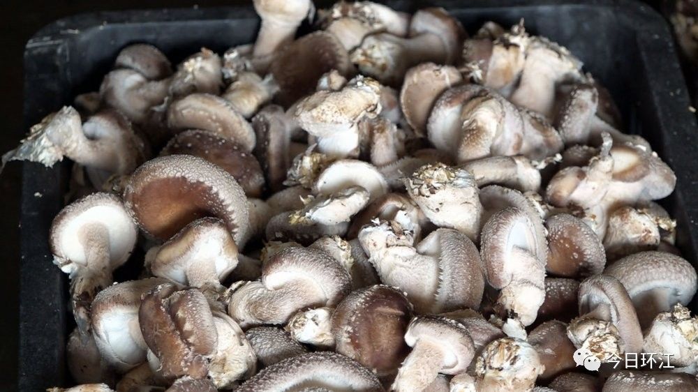 环江这个乡镇食用菌喜获丰收解决了5个村社区集体经济收入空白