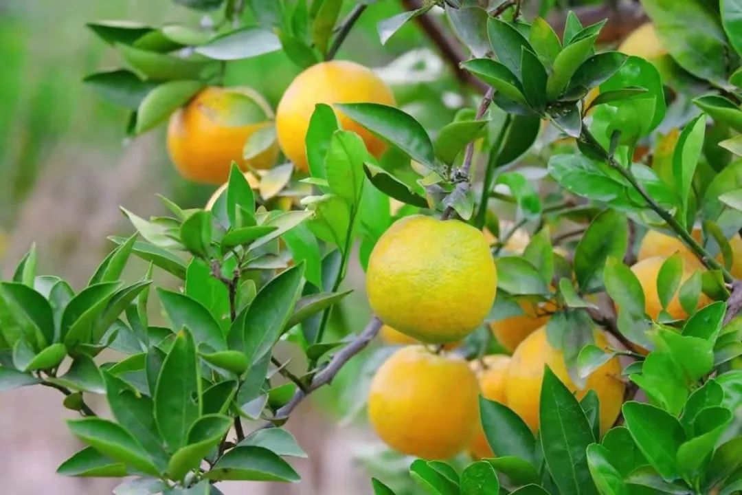 小雪至瓯柑熟三垟原产地好柑吃出温州味