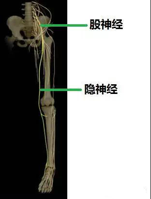 隐神经的走行图图片