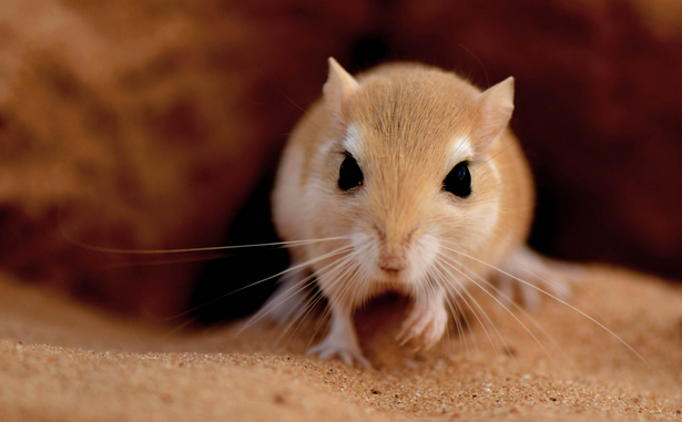 沙鼠生活在干旱的沙漠地区在丘陵地带戈壁滩和沙漠