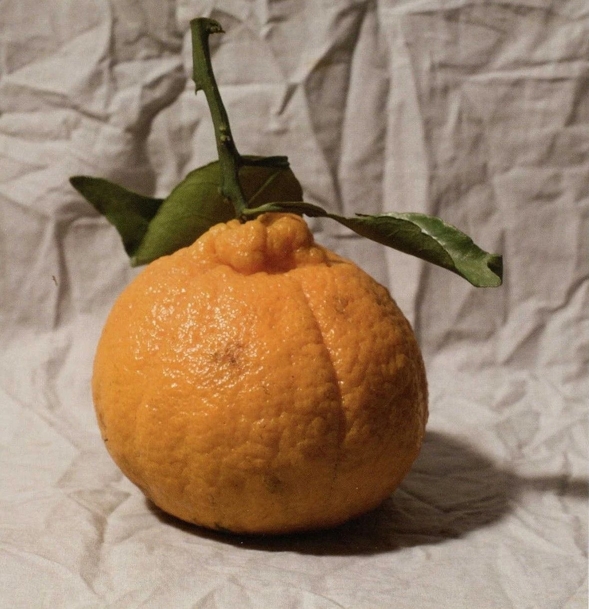 美术提分策丨全网最全面的【橘子】色彩静物教程【兰州画室微课堂】