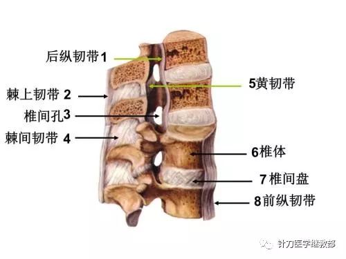 脊柱的五条韧带图片