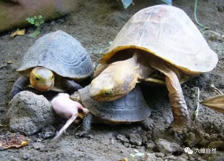老鼠会吃乌龟反过来乌龟也会吃小老鼠出乎人们所料