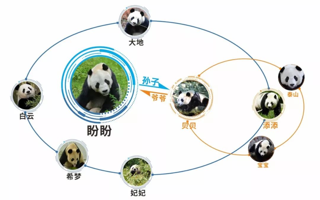 大熊猫谱系图片
