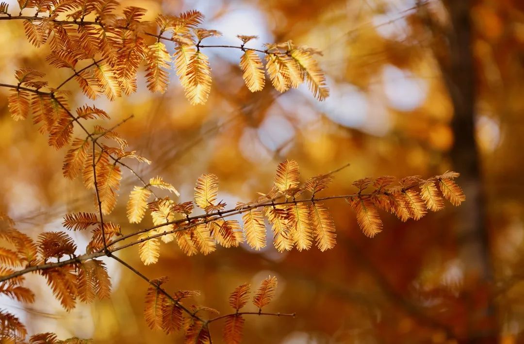 半青半黄都是秋天最美的颜色将秋天的心事悄悄珍藏秋画06矿大的秋天来