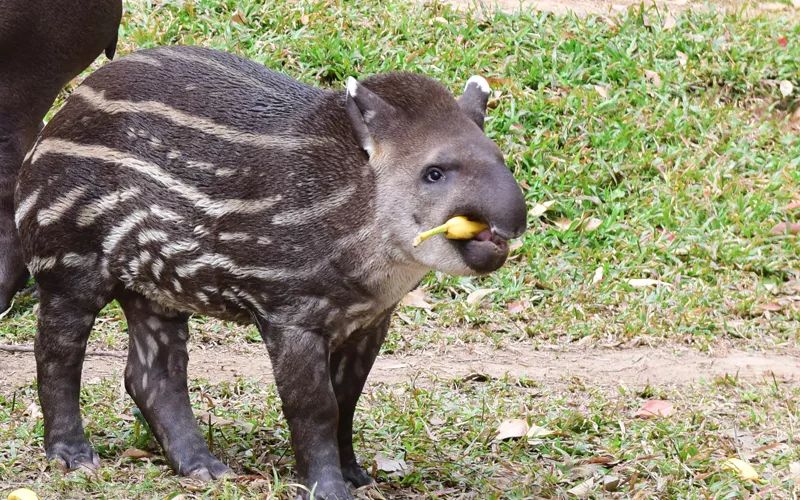 刚出生的巴西貘宝宝很快就能站立起来,找妈妈要奶喝.