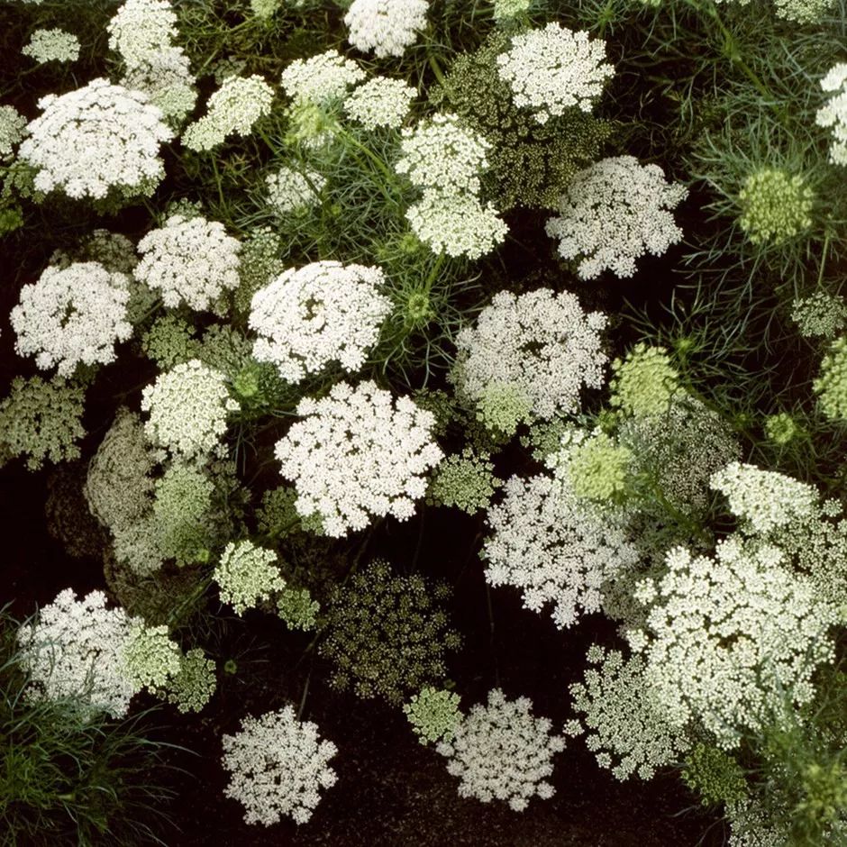 原創花朵如白色蕾絲般的蕾絲花很適合栽種在院子裡能用作切花