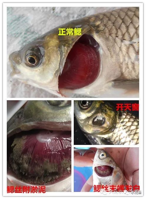 金鱼烂鳃病症状鱼图片图片