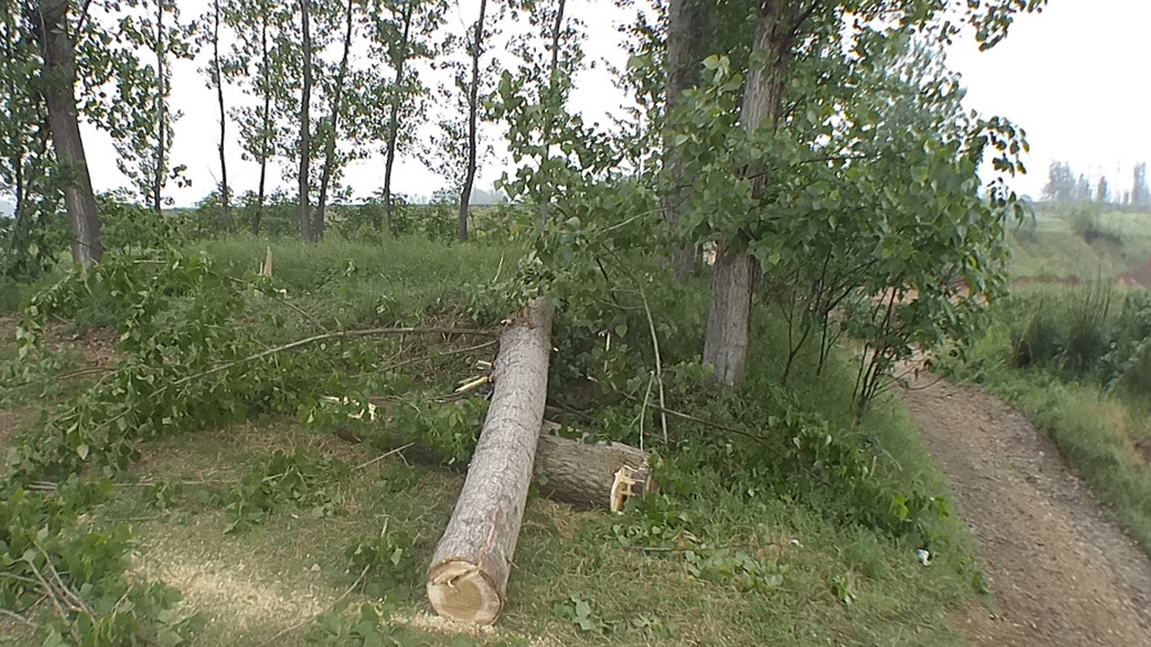 同村的一户人家将自己种的杨树砍伐卖出,这家人种的杨树和张某家的