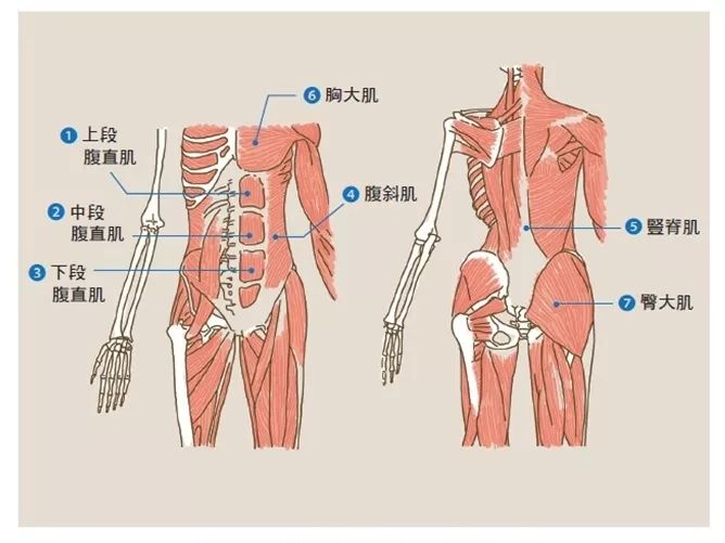 核心肌群示意图图片