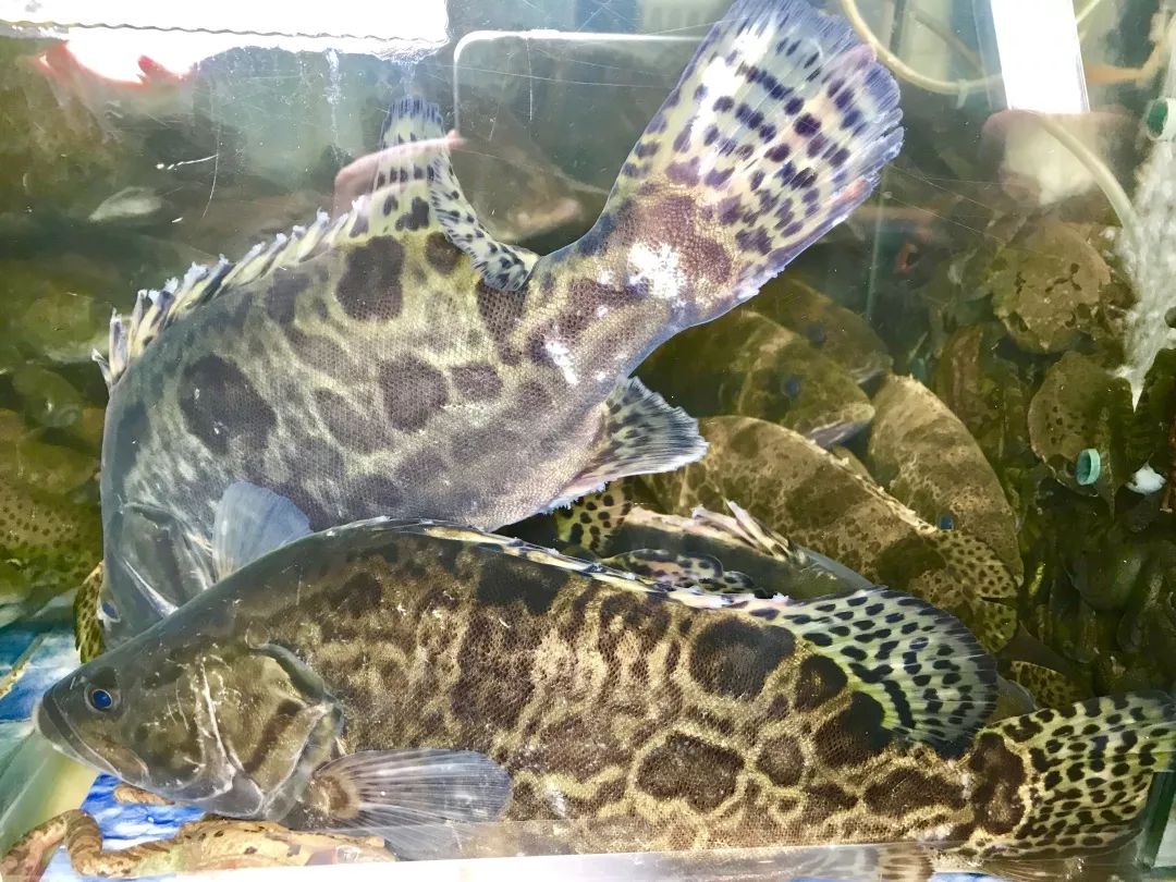 铁锅炖了1只江鲤 1只花丽羔子 10只林蛙之后.我说:我吃服了!长春又一