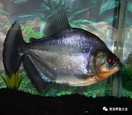 每日一鱼 | 阿扁水虎:头型凸,鳃盖两侧有蓝绿色闪光