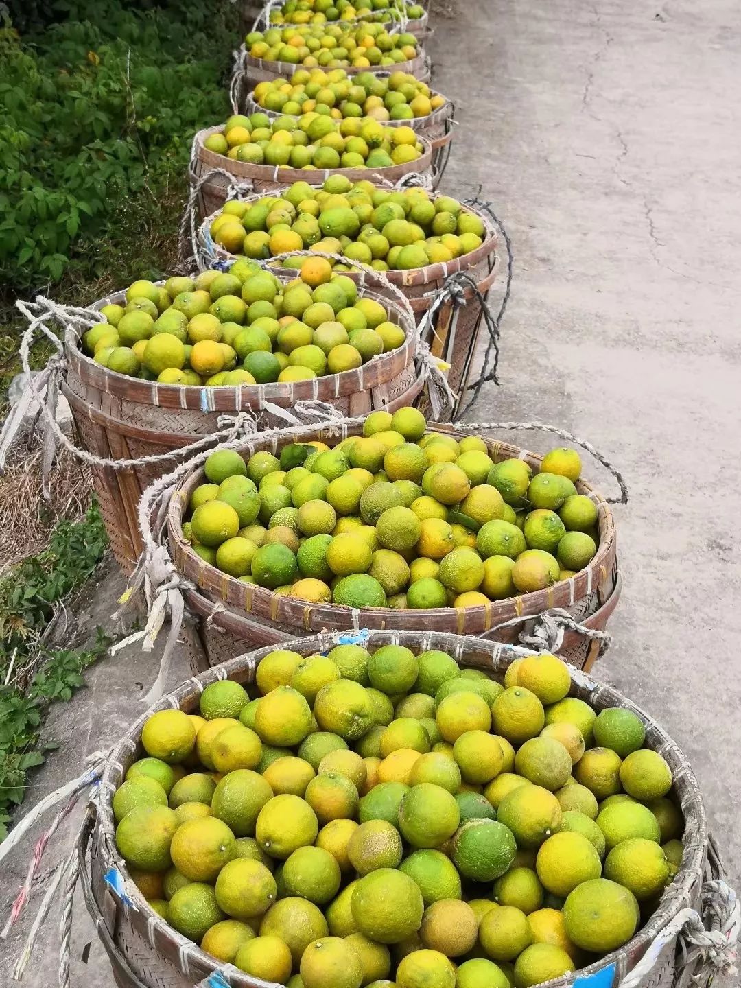 小雪至瓯柑熟三垟原产地好柑吃出温州味