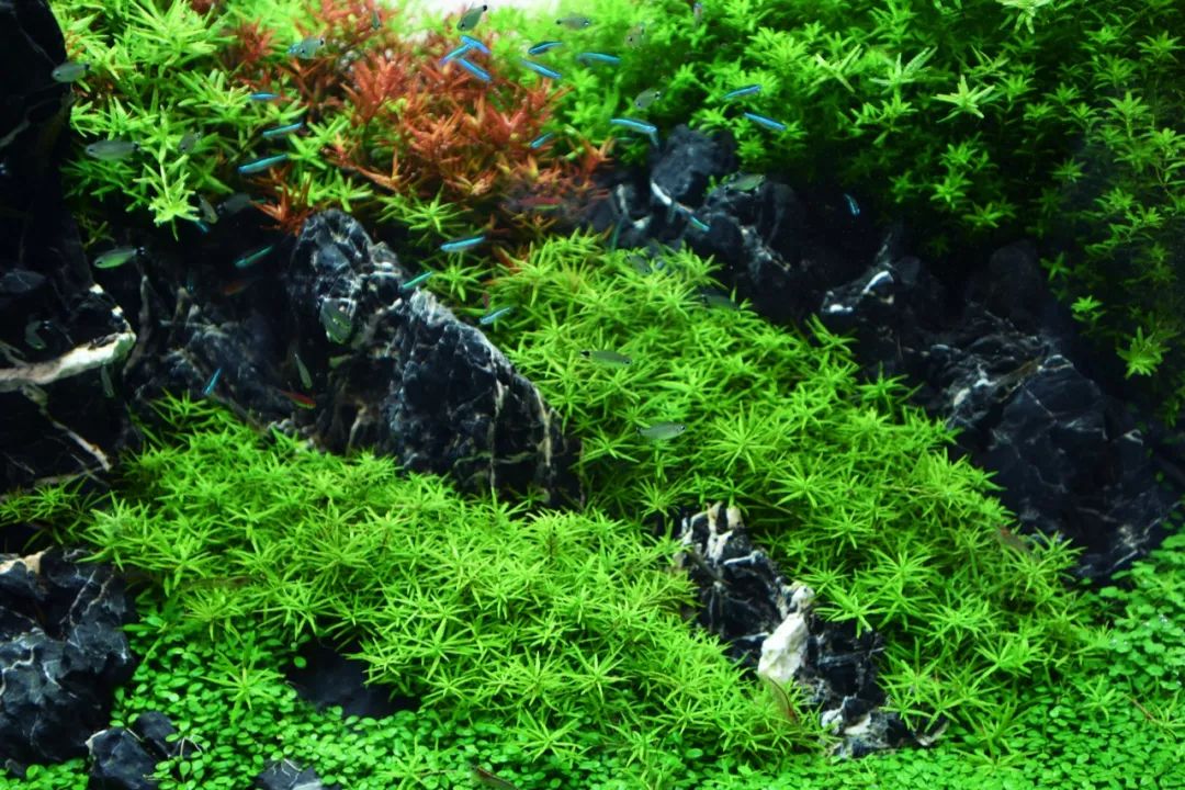 海量独家高清细节图新潟ada展厅大中型水景一次看个够超过瘾