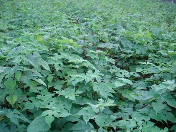 杂交构树生物学特性及栽培技术