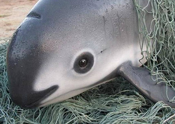 加湾鼠海豚头圆形几乎没有喙眼睛周围的黑眼圈