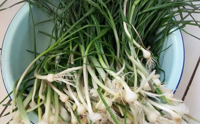 野蒜苗也有一定的药用价值,对体弱者而言,薤白可润中补虚,使人耐寒.