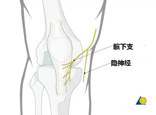 体表神经解剖隐神经