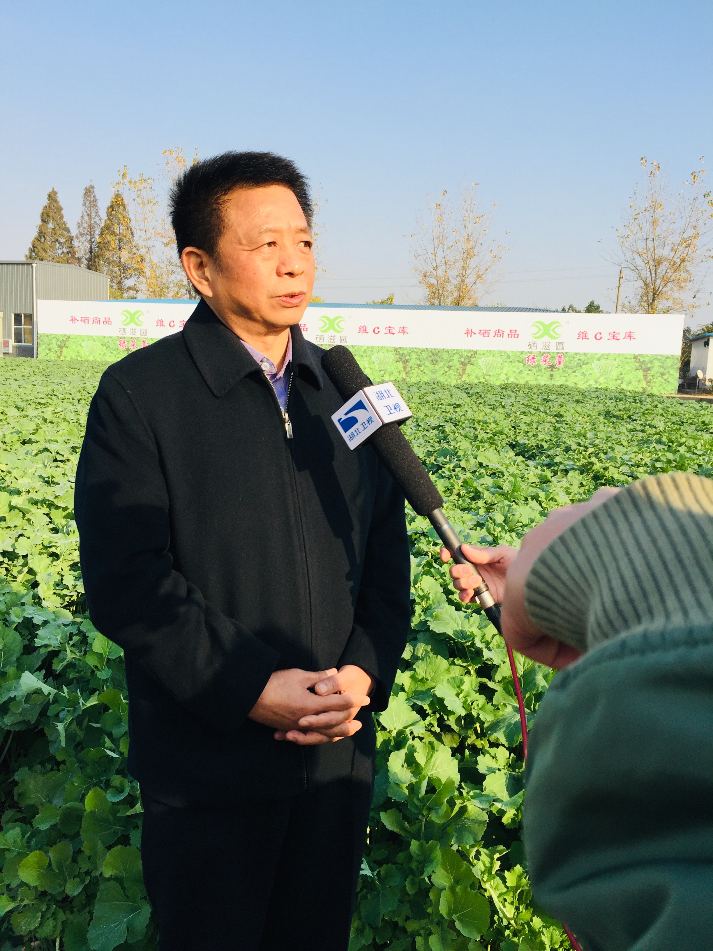 王汉中的油菜品种图片