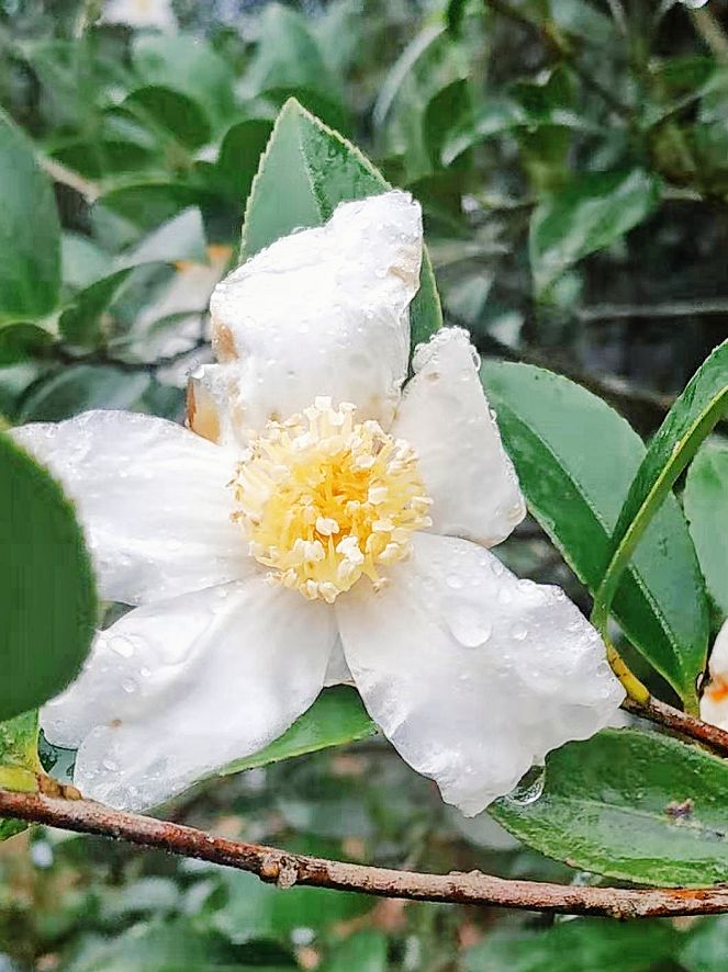 用嘴巴去吸允茶花中的蜜汁,味道香甜可口.