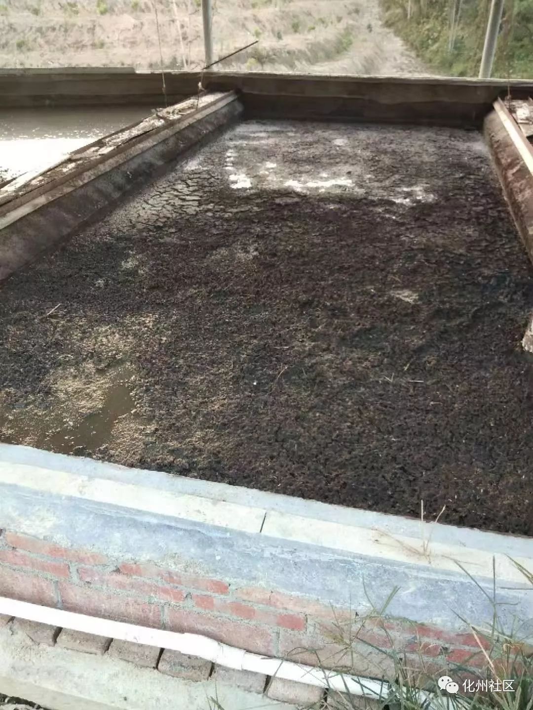 化州某村数百平方鸡屎粪长满虫发臭好恶心