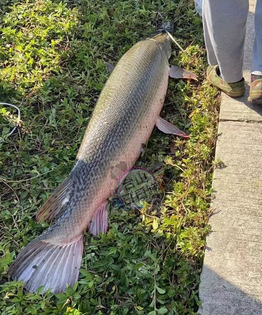 台山海宴有渔民捉了条"巨型怪鱼"街坊们称从来未见过!