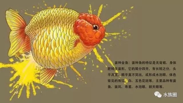 这几张图看懂中国金鱼,中国鱼文化.