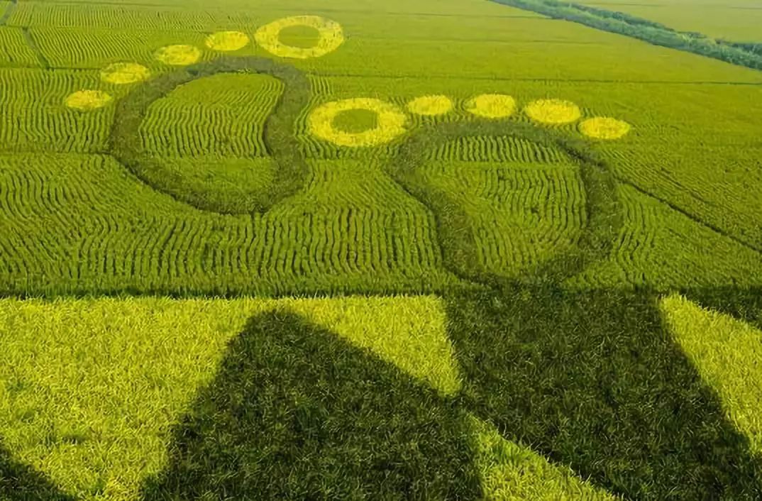 以创意农业为核心,让城里人有了休闲的好去处,让农民在创意中增收致富