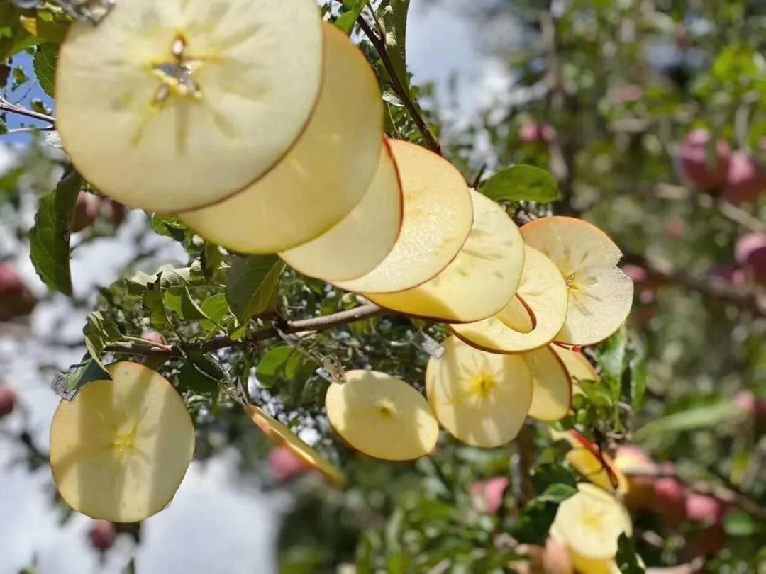 cau笑有惠盐源冰糖心苹果我很丑但我很温柔抽奖尝尝