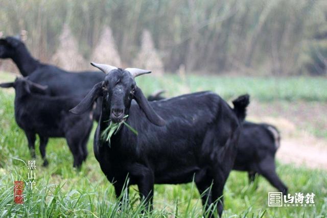 黑山羊肉质细嫩,味道鲜美,肌纤维细筋腱少,膻味小,营养价值极高,具有