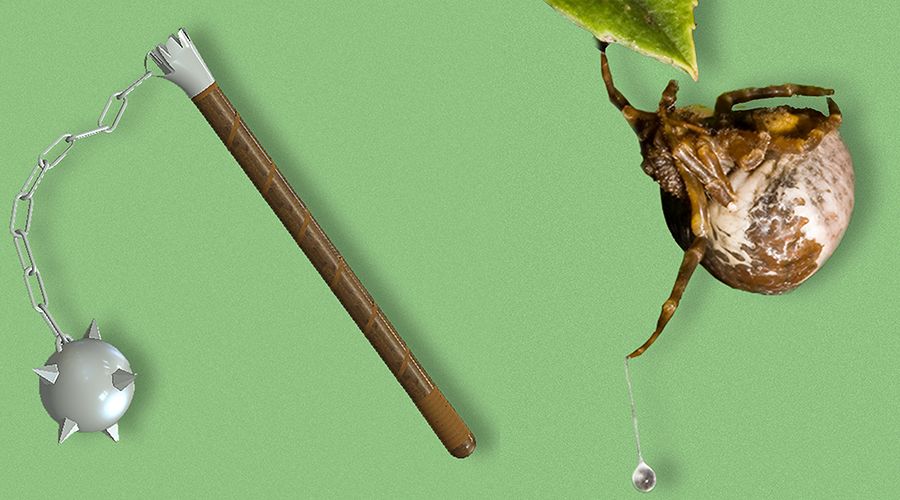 上末端的丝球,形状很像古代的一种武器——流星锤,因而得名流星锤蜘蛛