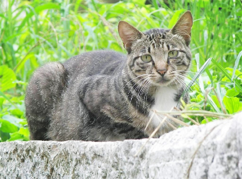 青海金銀灘發現一動物，長著一張「虎臉」，敢與草原狼搏鬥 寵物 第6張