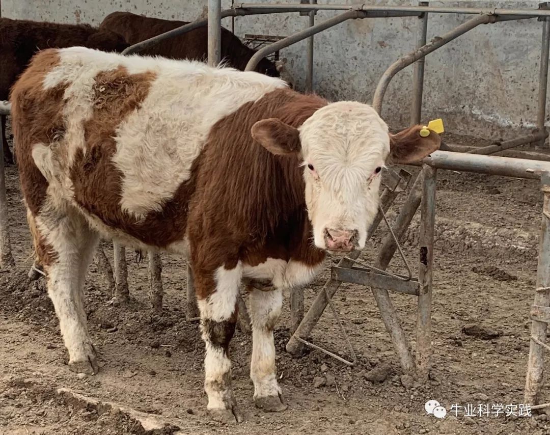 民间有高手肉牛口蹄疫实践治疗案例