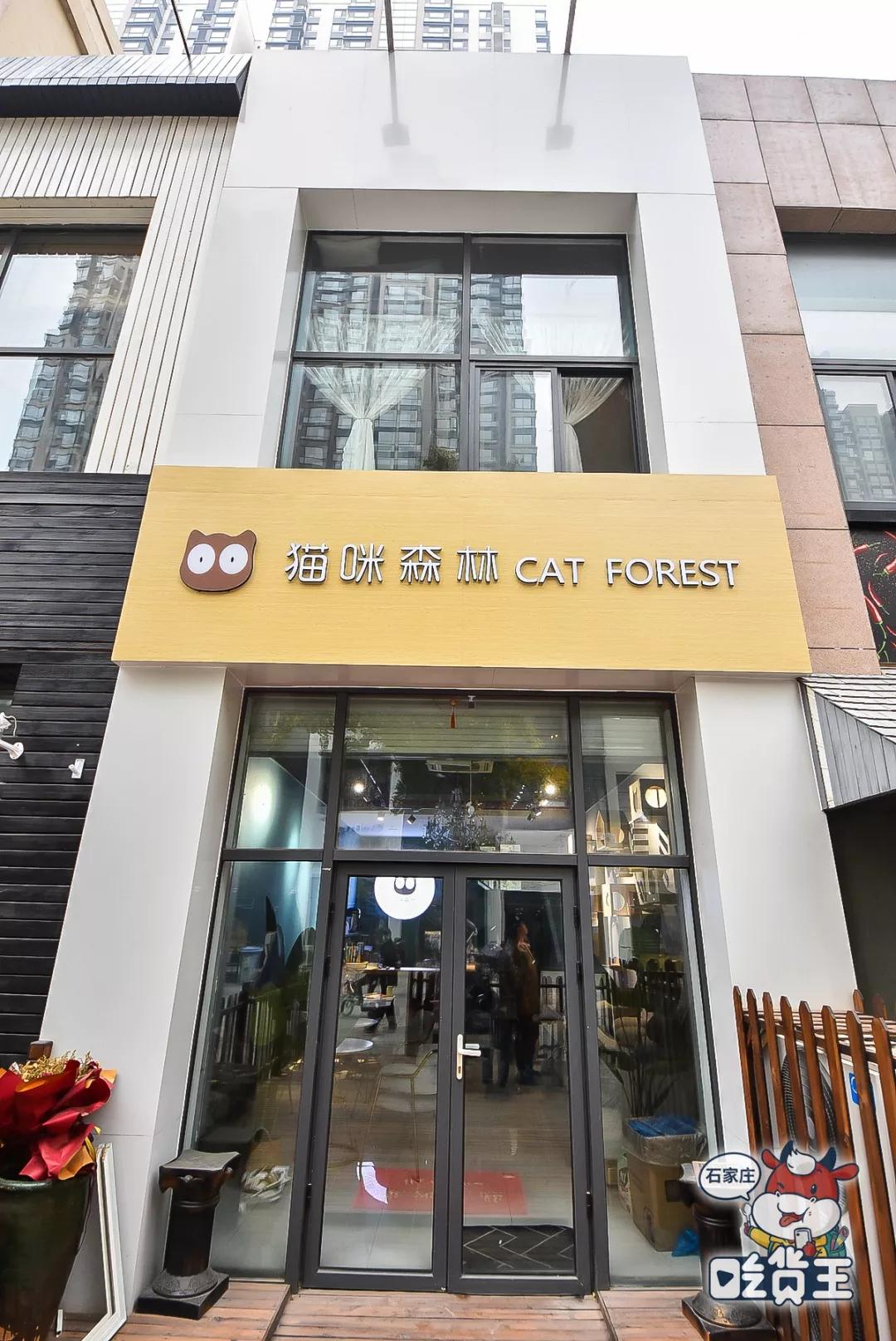 奶茶撸猫裕华万达空降可以撸猫的奶茶店布偶短腿让你一次过足瘾