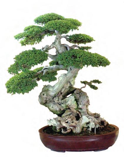 盆景桩材如何选购与养护_树桩