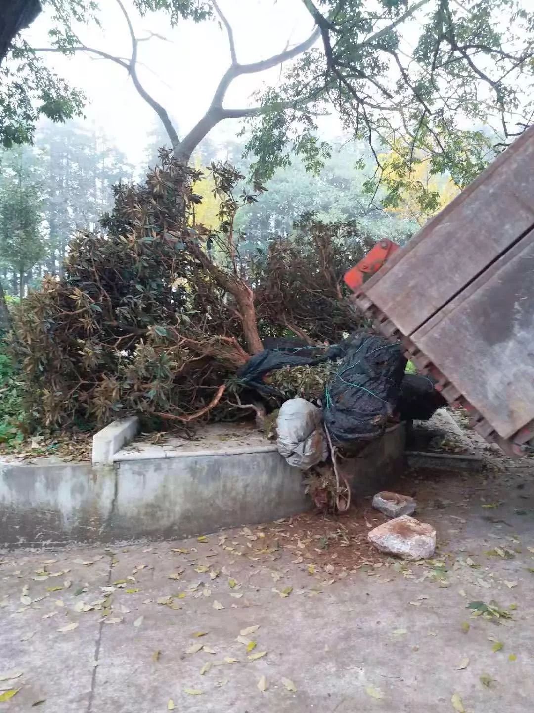 路邊的野花真的不能採一男子偷挖老紅花被抓