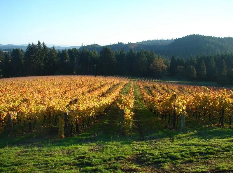 梅多克产区的葡萄种植面积在 2004 年为 4,600 公顷左右,而上梅多克