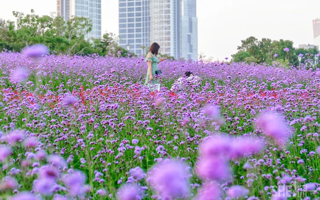 一片梦幻的紫色花海-in:深圳湾公园liuhuashan浪漫程度堪比