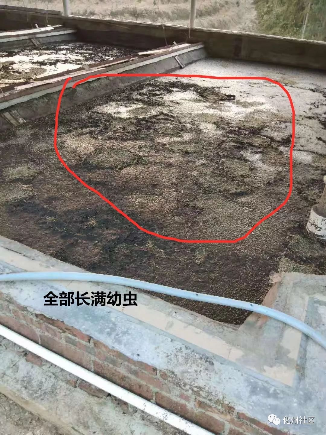 化州某村数百平方鸡屎粪长满虫发臭好恶心