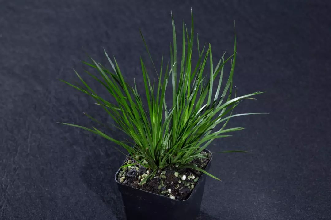 每日一花金钱蒲叶片厚且窄小触摸后有芳香