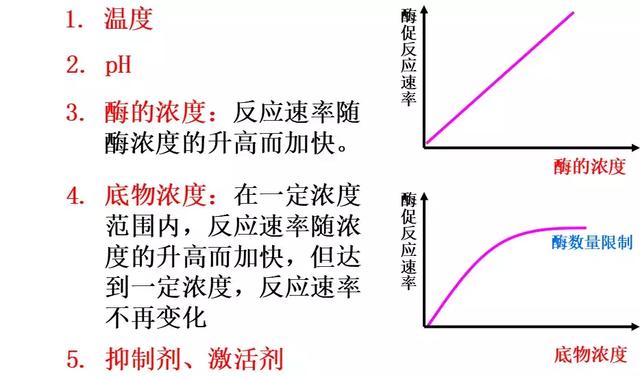 影响酶促反应速率的因素:酶的活性受ph的影响酶的活性受温度的影响3.