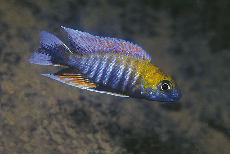 广告三湖慈鲷马鲷蓝珊瑚孔雀公鱼12cm