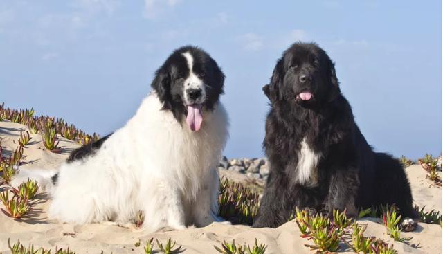 紐芬蘭犬雖是禁養犬但很溫柔狗狗中的游泳健將曾在海難救20人