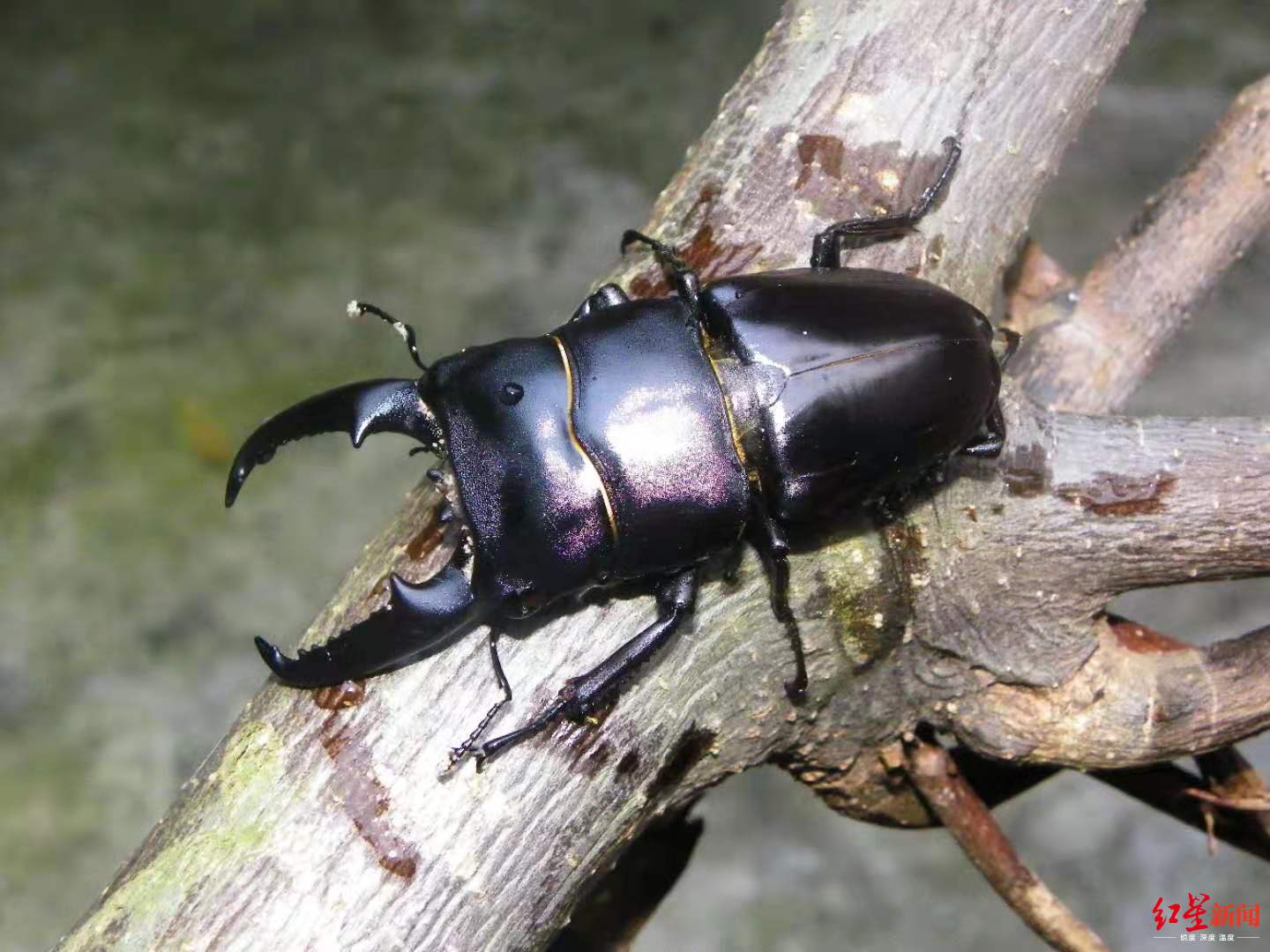 这只雌性锹甲活了300多岁打破日本饲养纪录