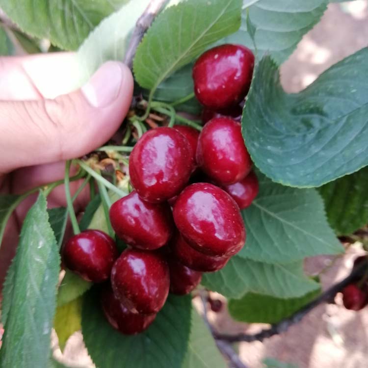 拉宾斯大樱桃苗:花粉量大,花期长