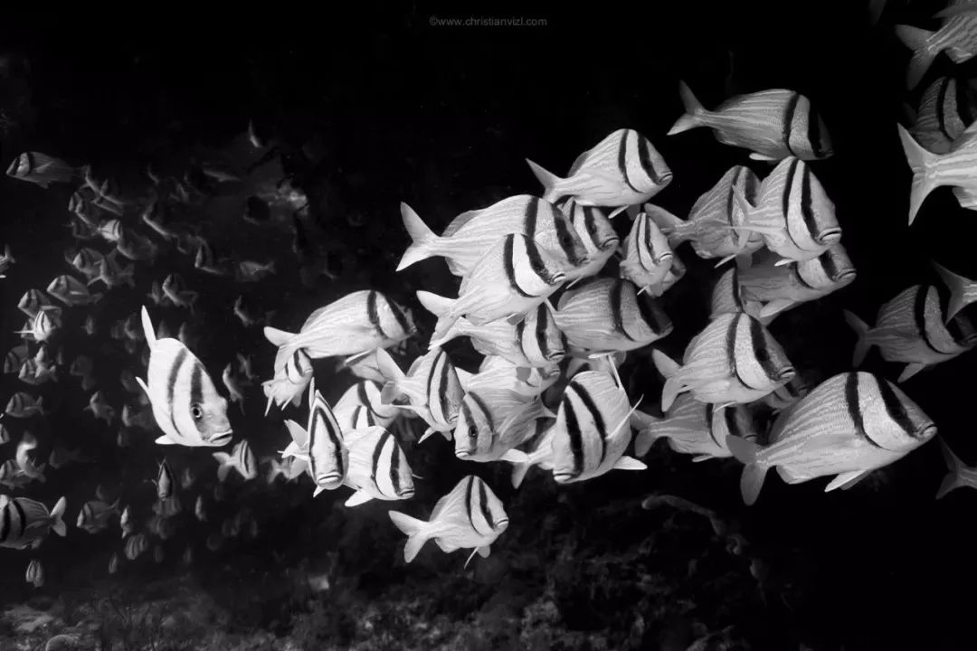 用黑白摄影艺术去展示海底世界