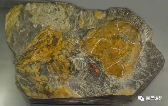 鱼与花的爱恋 考古学者在深圳发现本内苏铁化石,被誉为"深圳第一花"